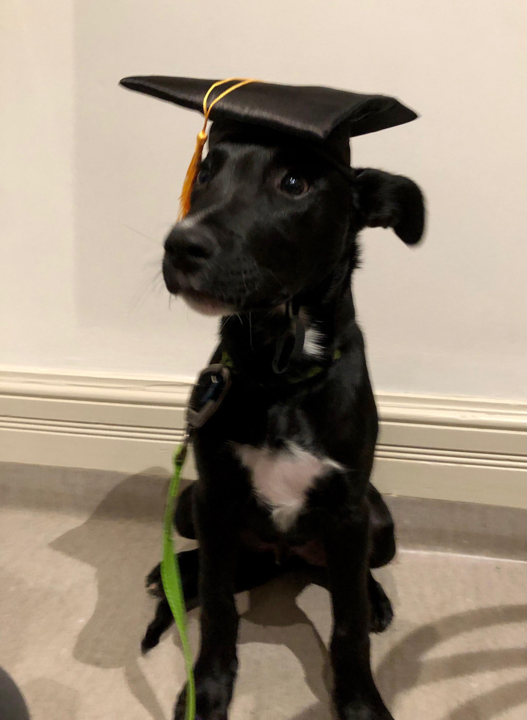 Look who graduated puppy school! 🐩