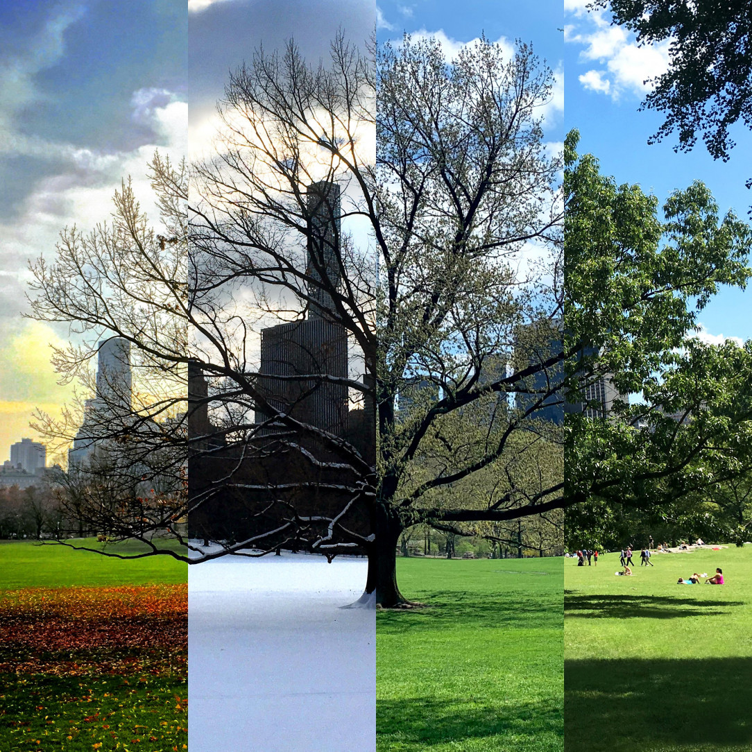 Four seasons, same NYC tree