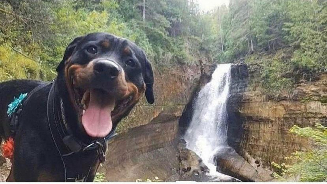 Dog photobombs waterfall picture