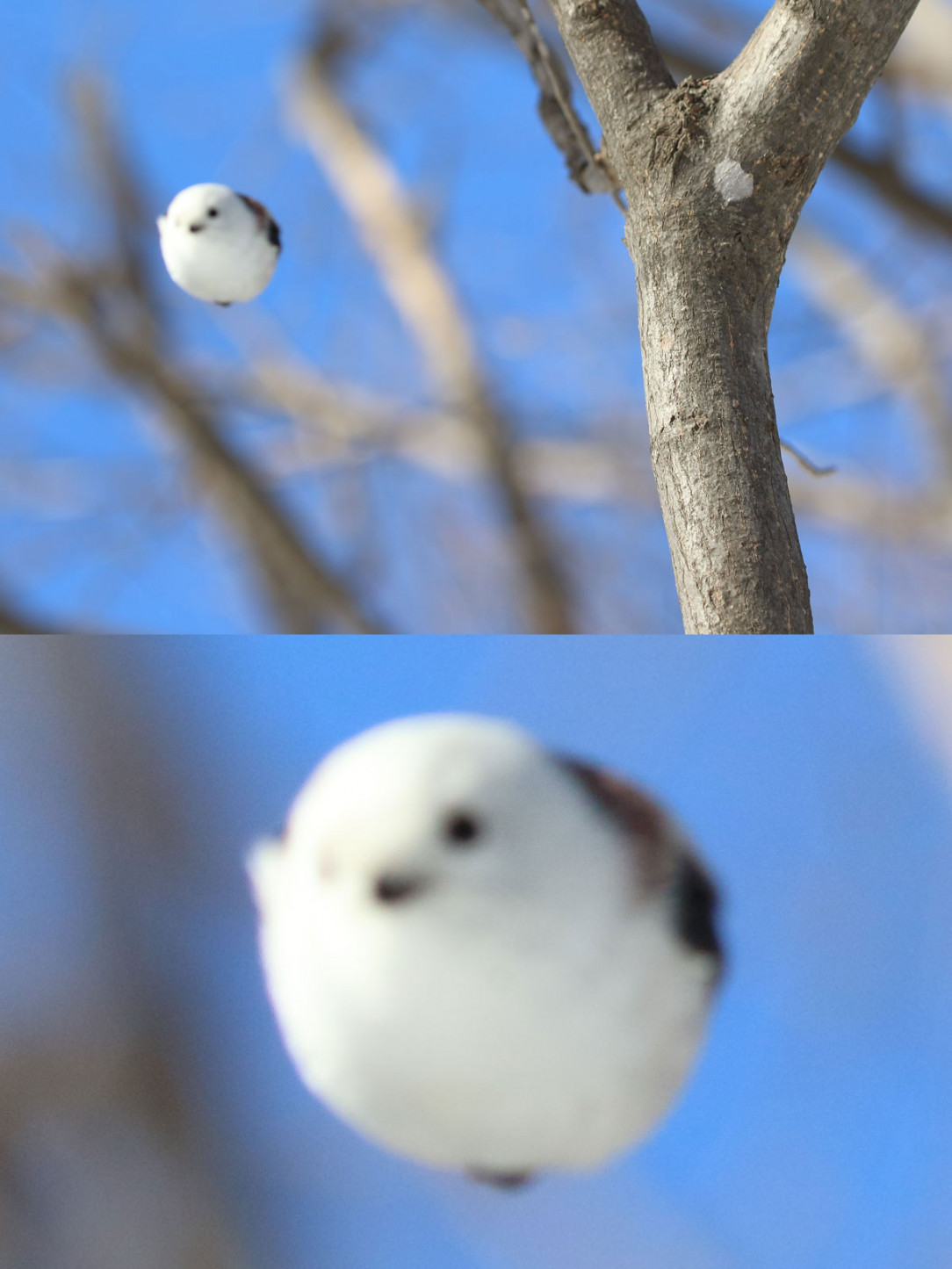 This mid-air shot of a bird looks like a flying snowball