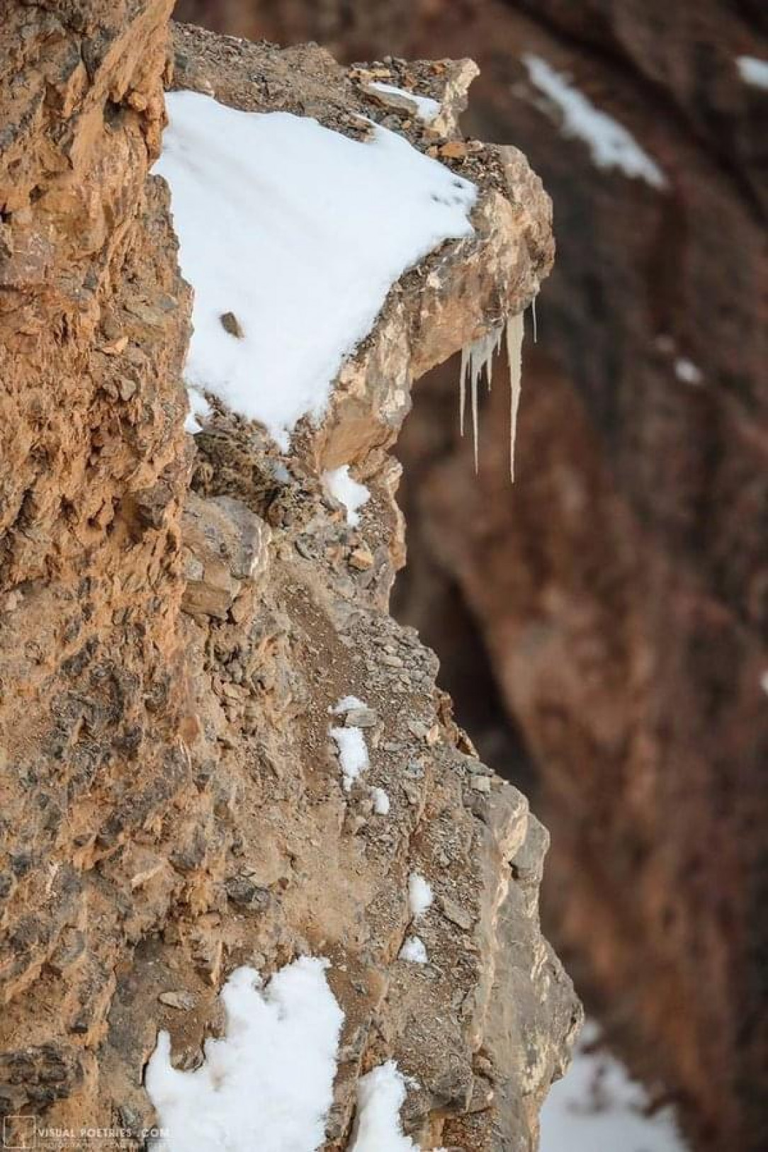 A camouflaged snow leopard Can you see?