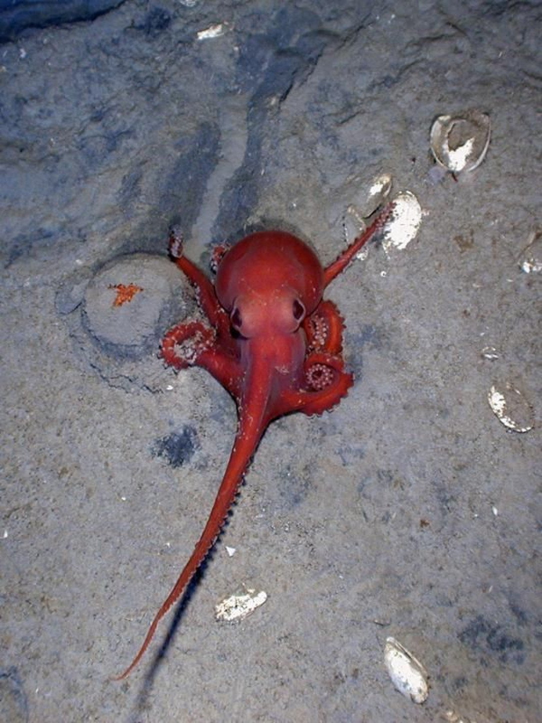 deep water octopus in the Gulf of Mexico