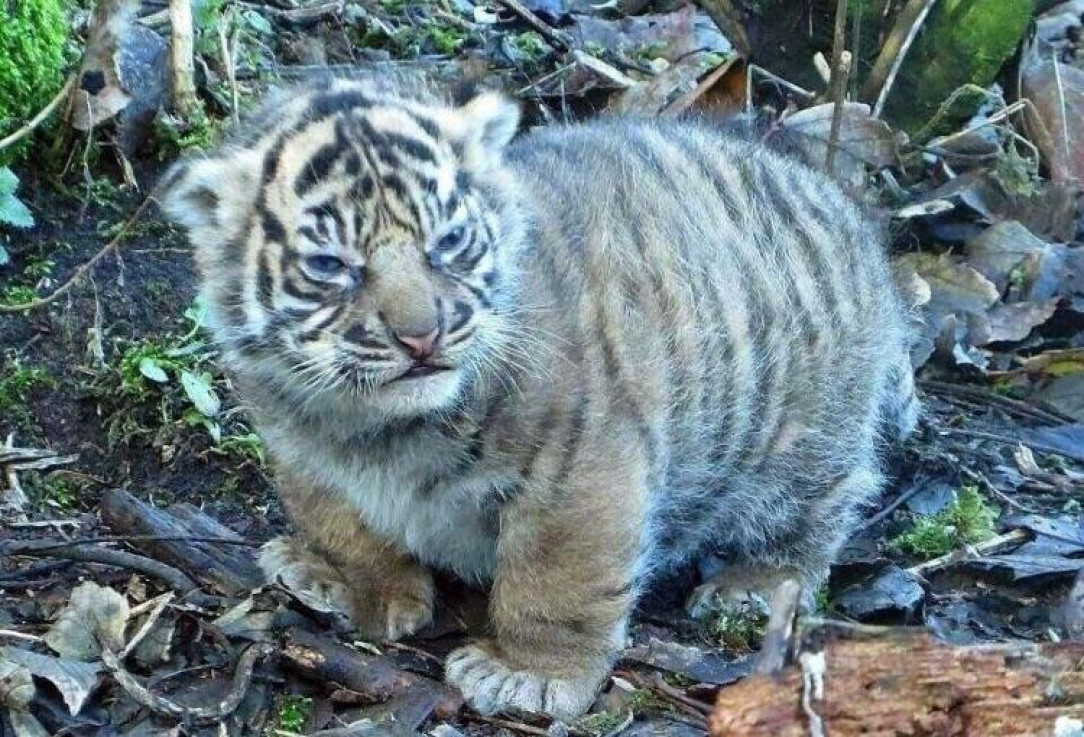 Angry chubby cub 🐯
