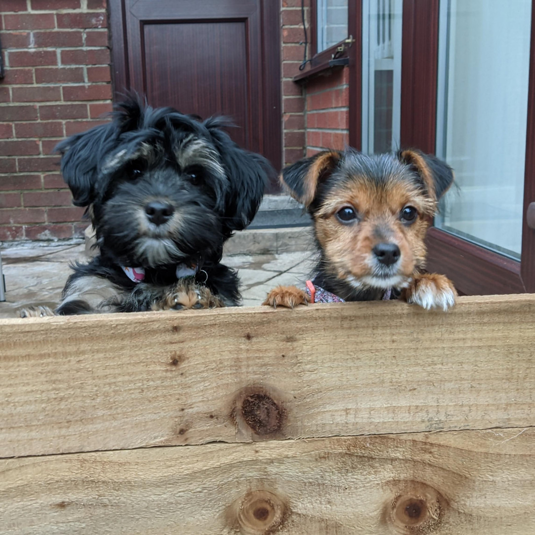 Ted and Dottie would really like to know why they are not allowed over the fence (because they&#039;re smol and might escape) 💓