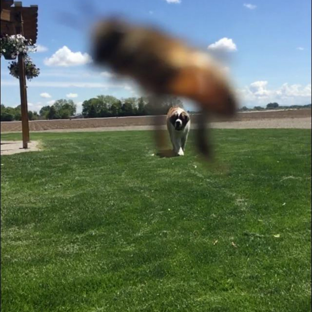 Bee photobomb
