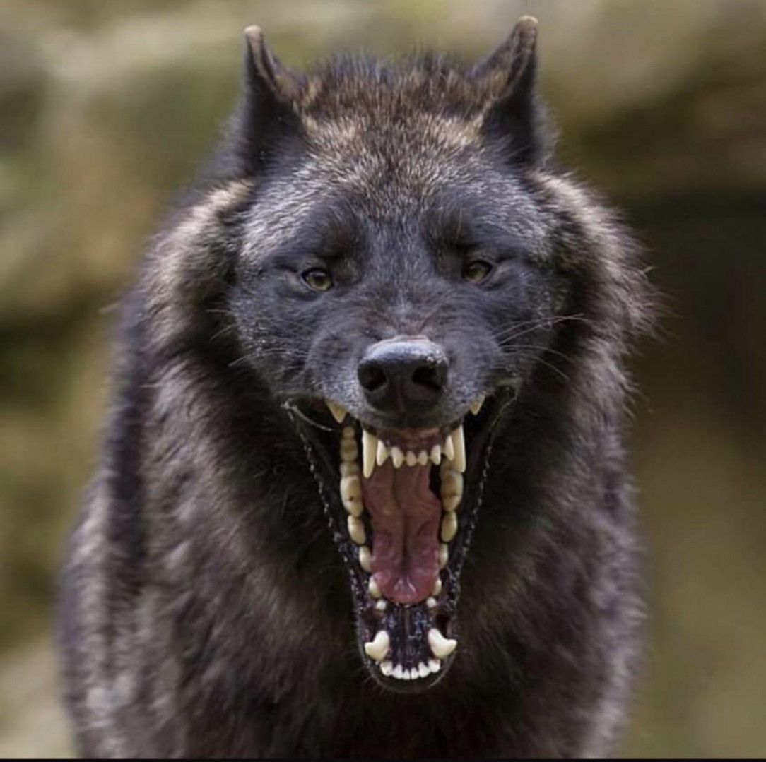 A wolf yawning is very terrifying to see
