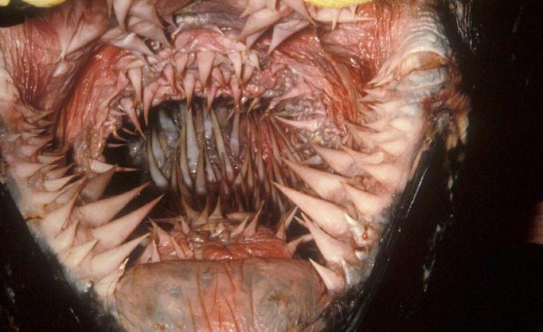 This is what the inside of the mouth of a leatherback sea turtle looks like 🐢