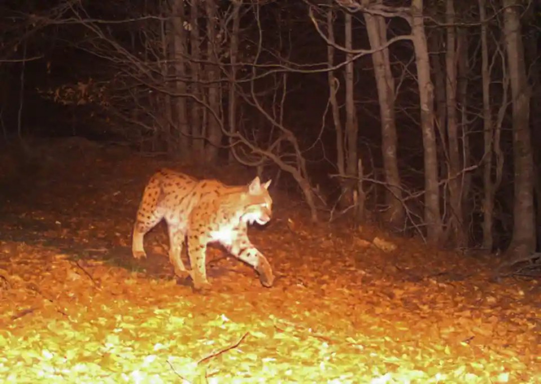 Balkan lynx in south-eastern Albania