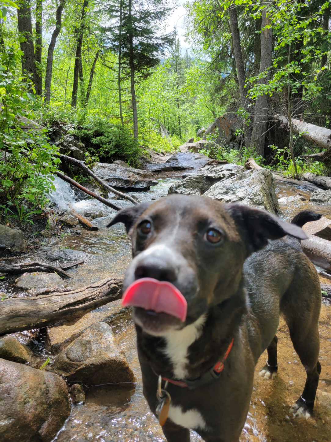 Blep in the wilderness