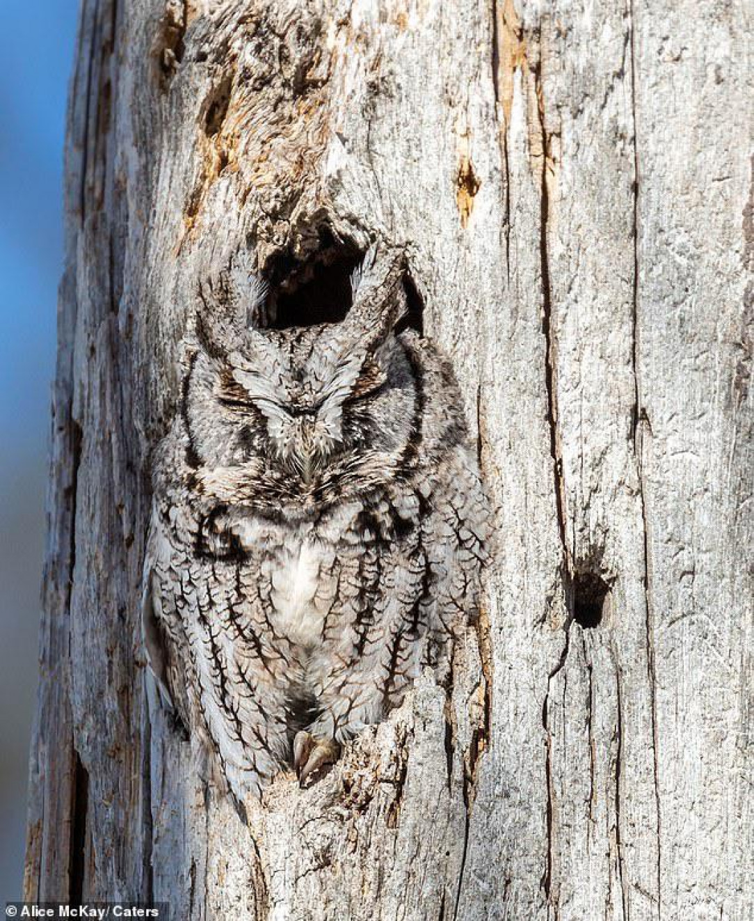 This owl&#039;s near-perfect tree camouflage