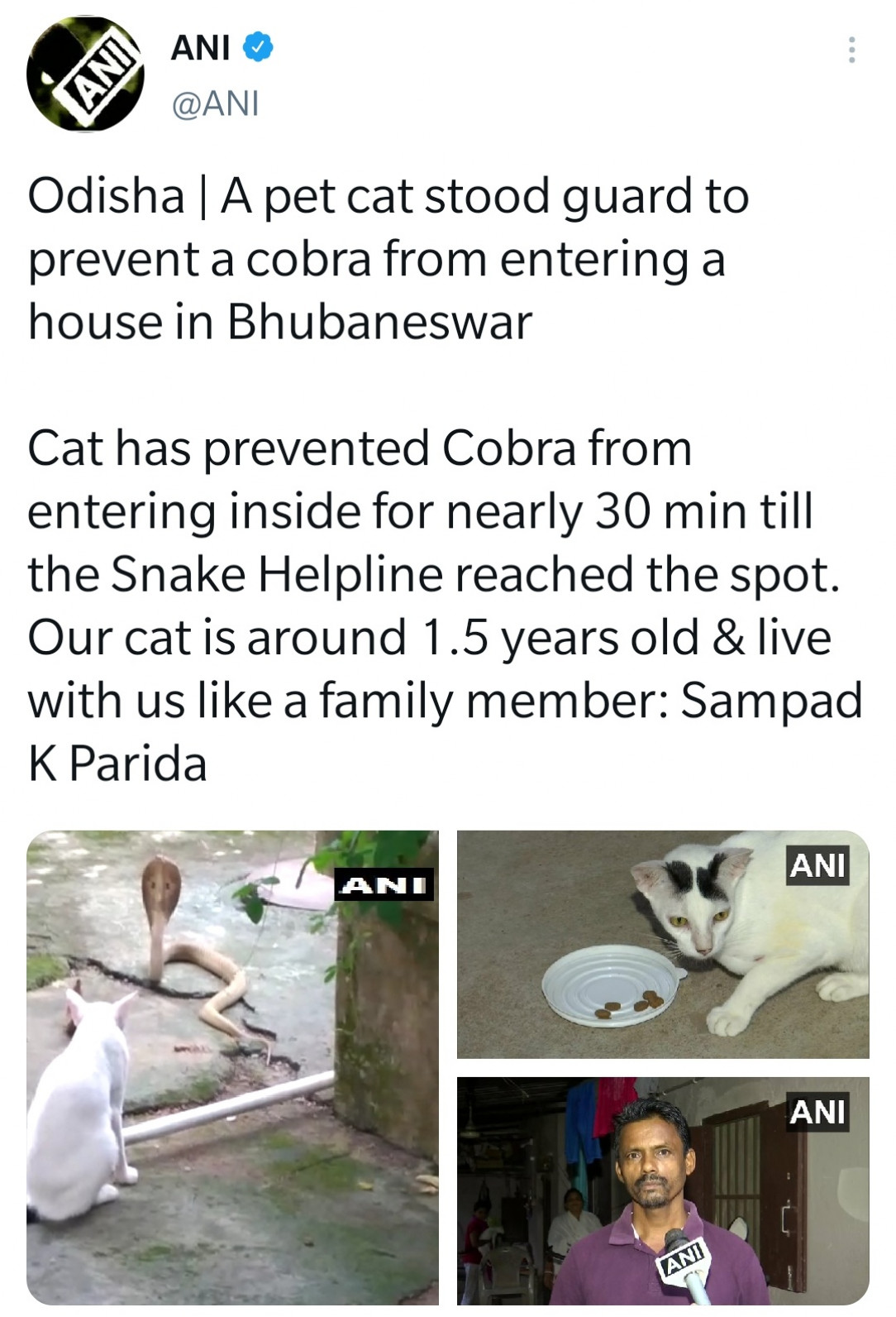 Cat guards family from cobra