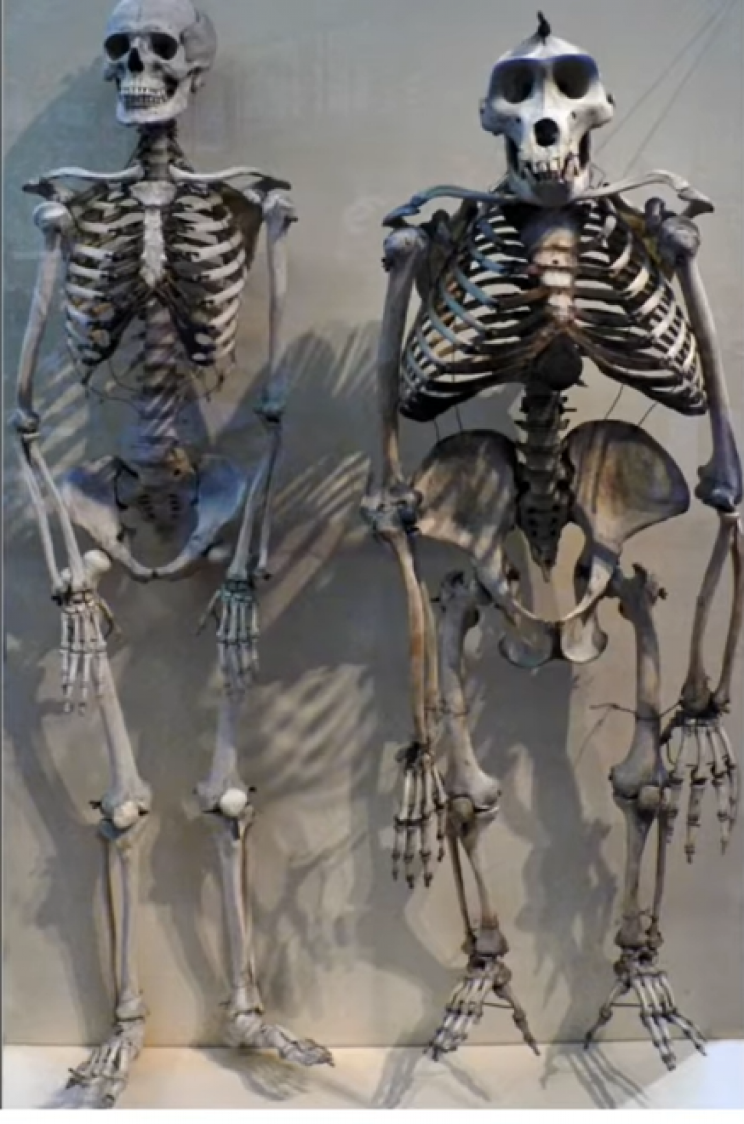 Human skeleton compared to a gorilla skeleton