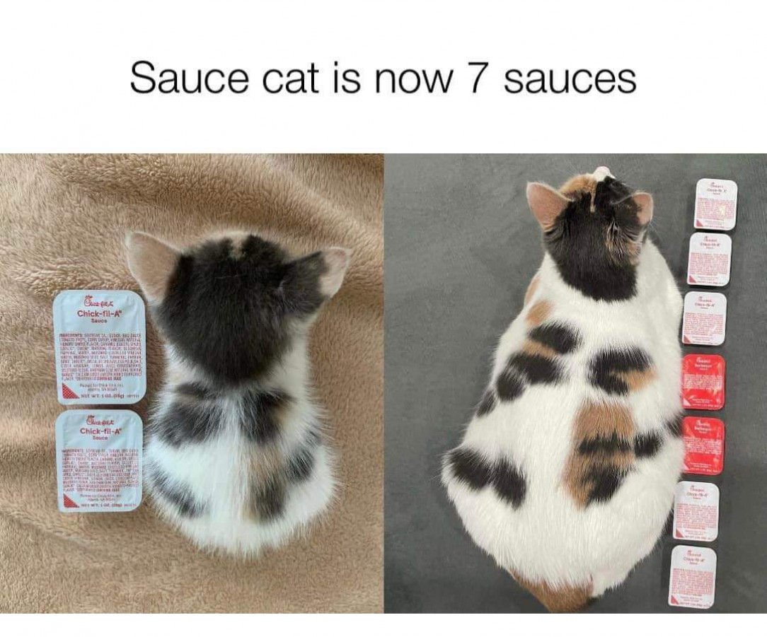 don&#039;t sauceshame the kitty: (