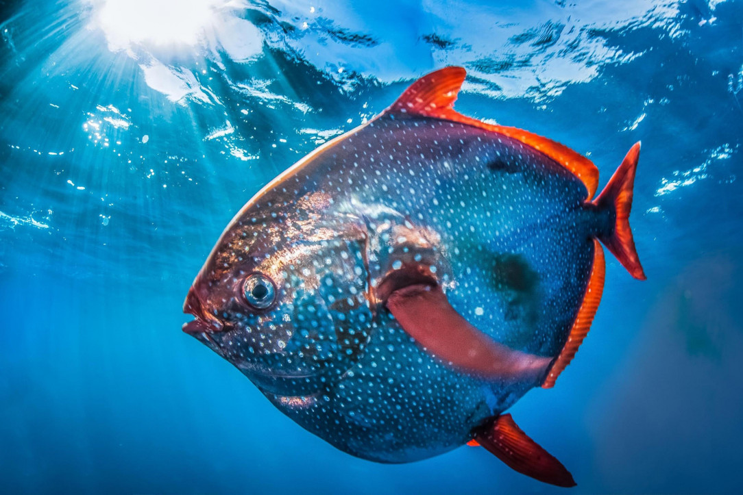 The Opah is the only known fully warm-blooded fish that circulates heated blood throughout its body