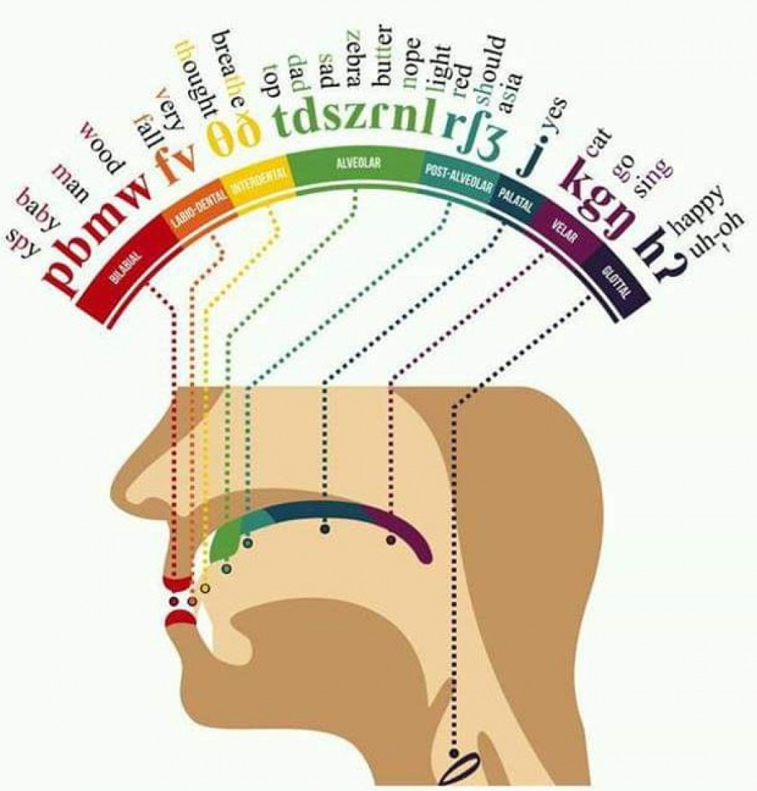 How your mouth pronounces words (stolen from AsapSCIENCE on fb)