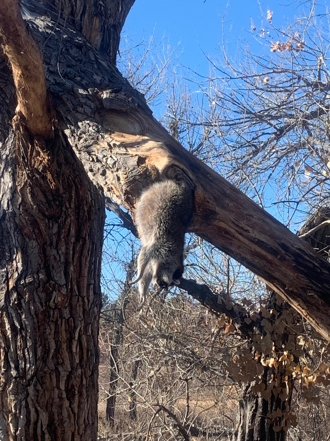 What a way to go. Spotted on a bike ride and seen it again a few hours later, dead for sure