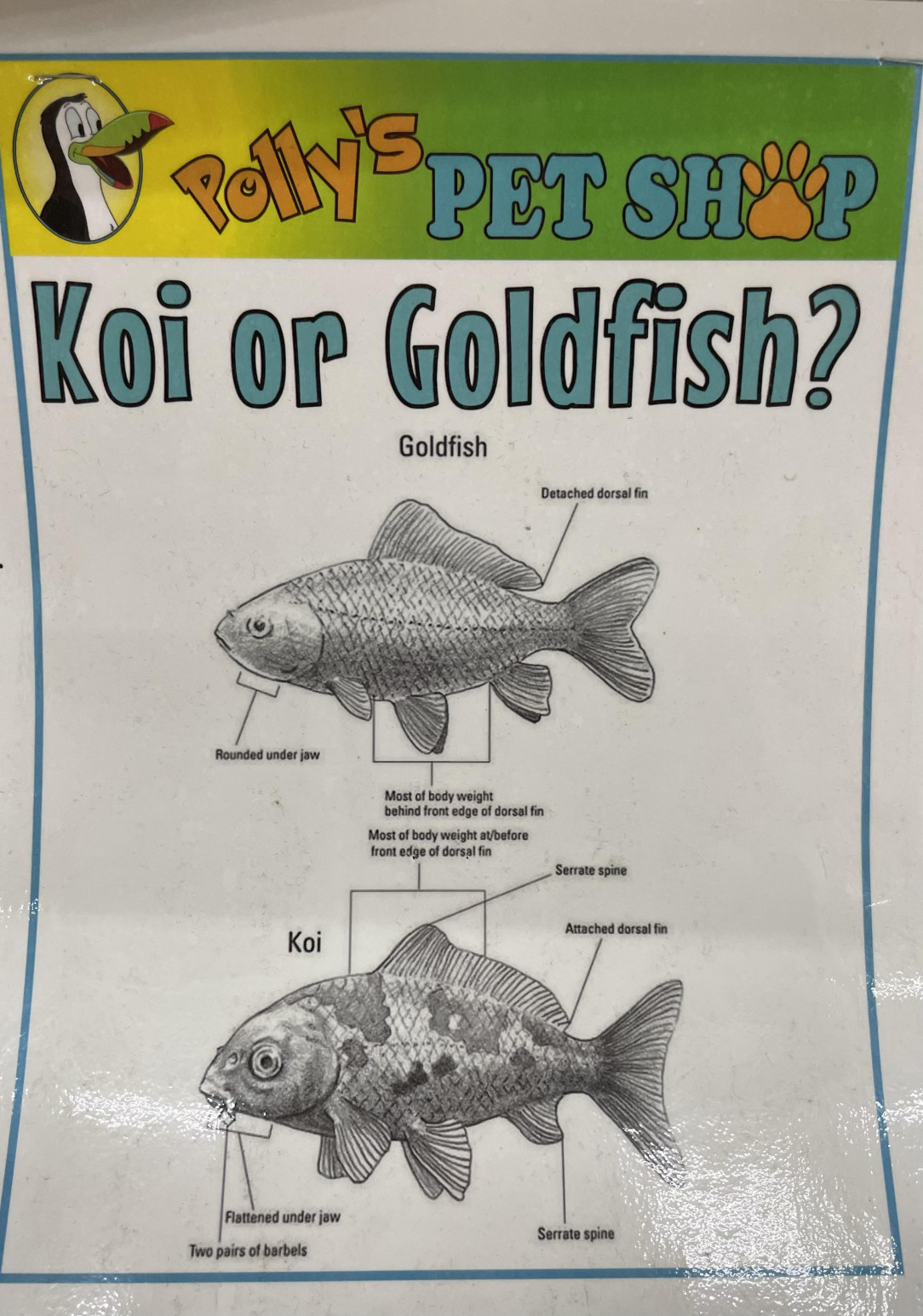 How to identify koi vs goldfish