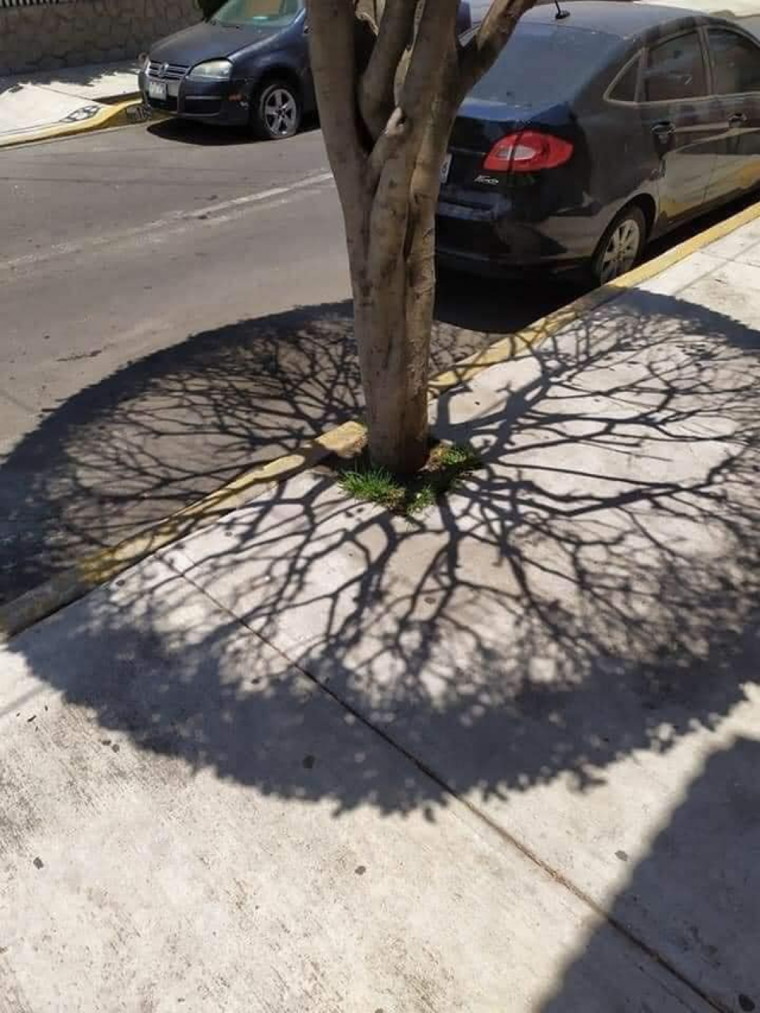 The way the sunlight shines down on this tree