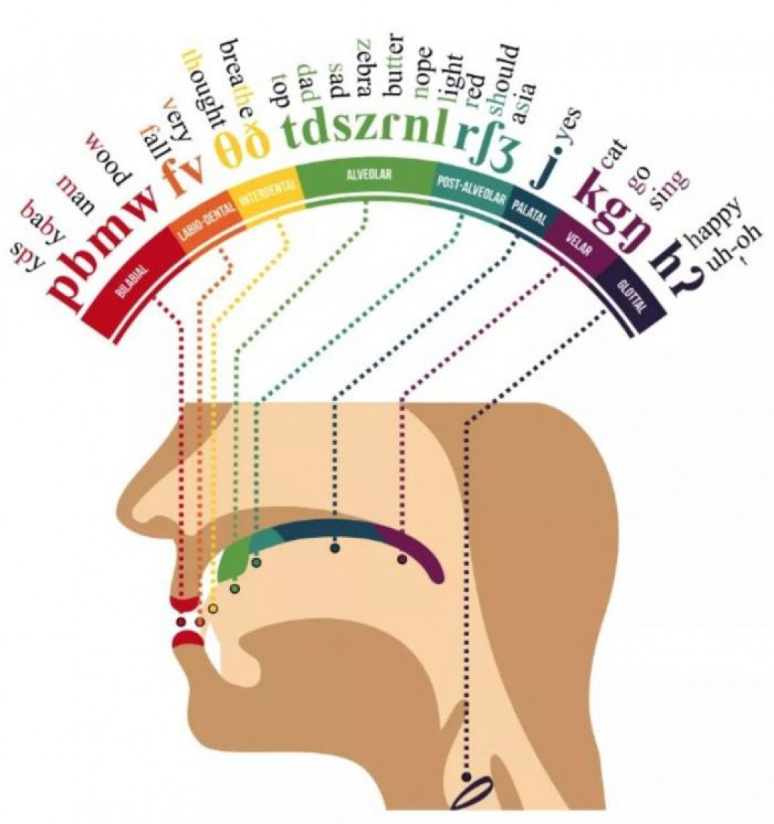 How your mouth pronounces words