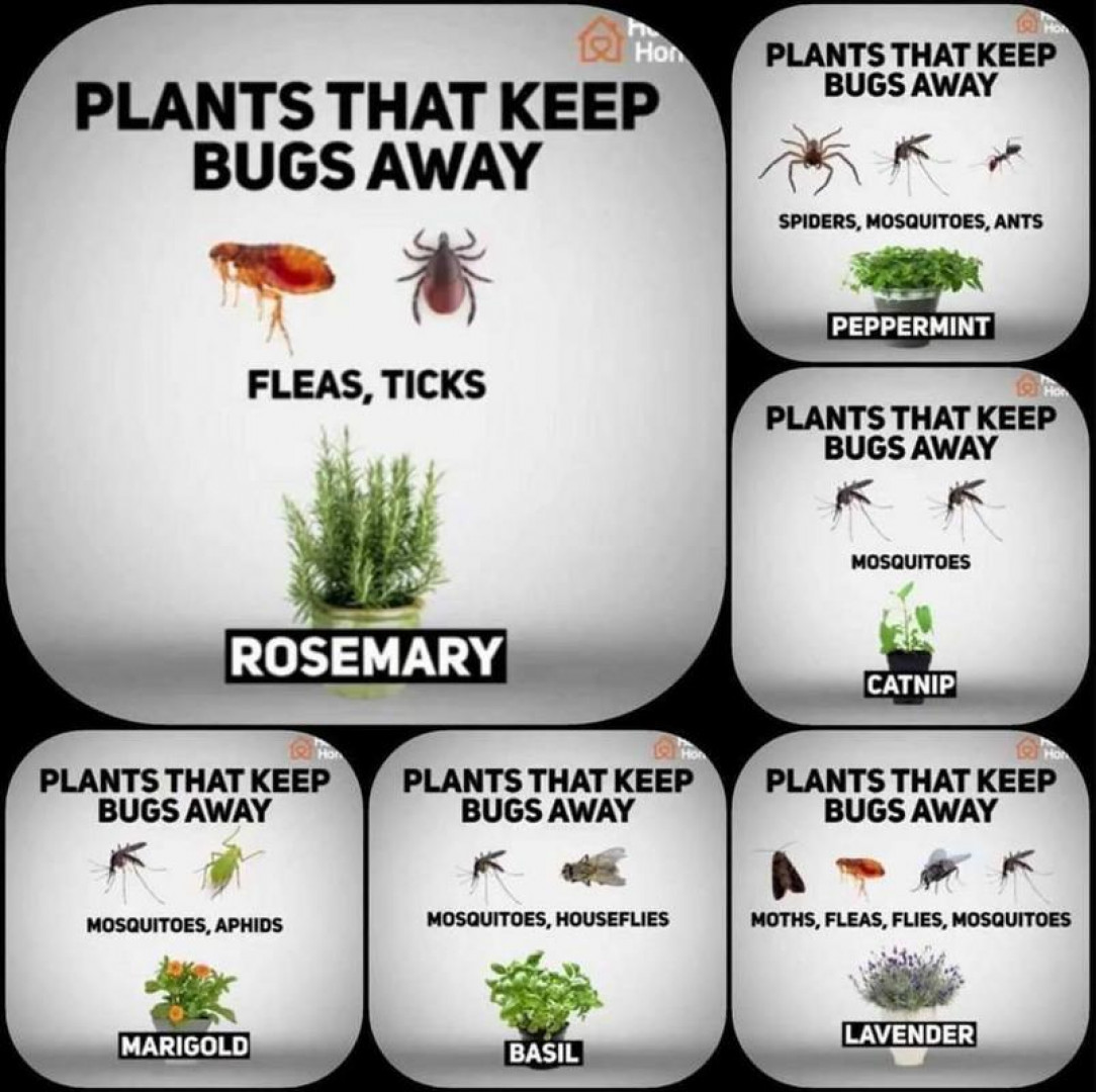 Plants That Keep Bugs Away