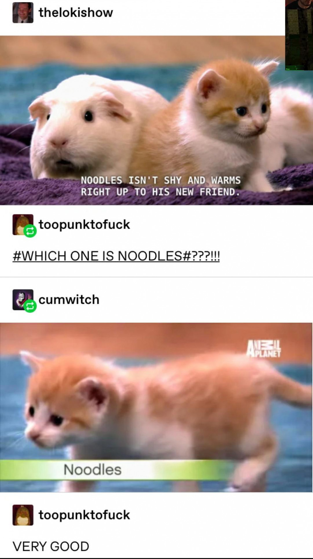 noodles, the smol cat 💛