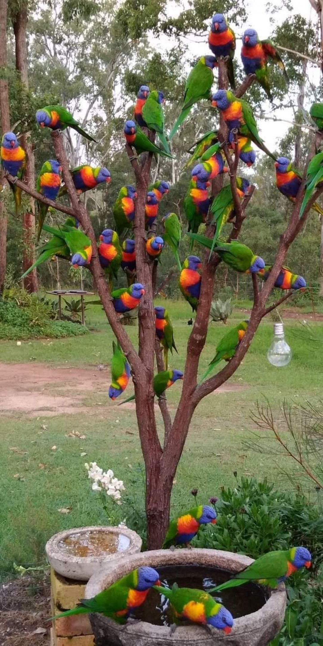 Party time of Parrots