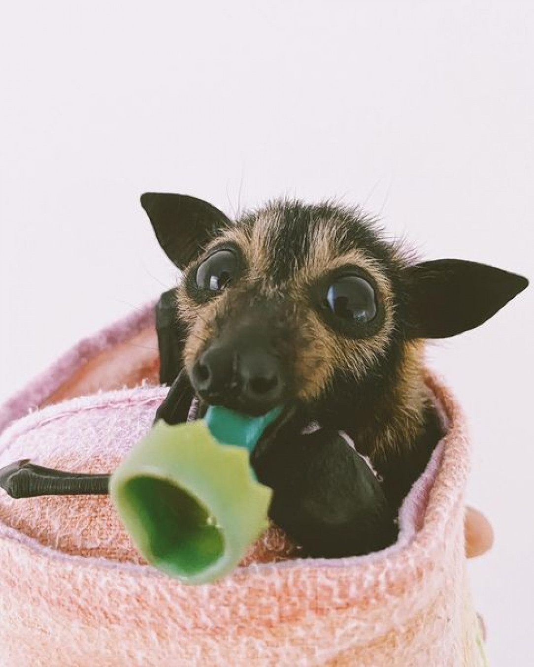Happy little bat