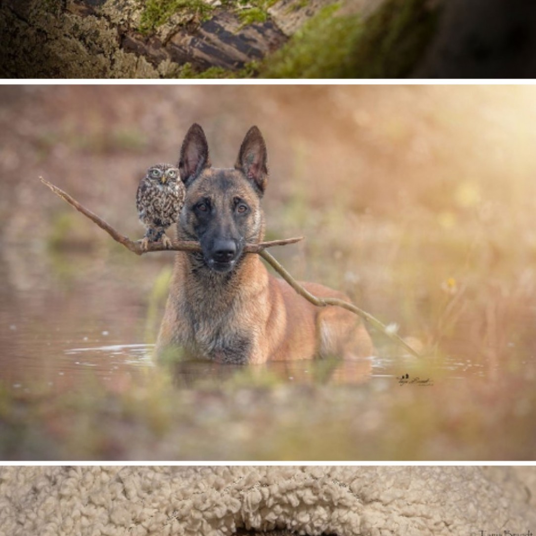 This dog and owl are best friends