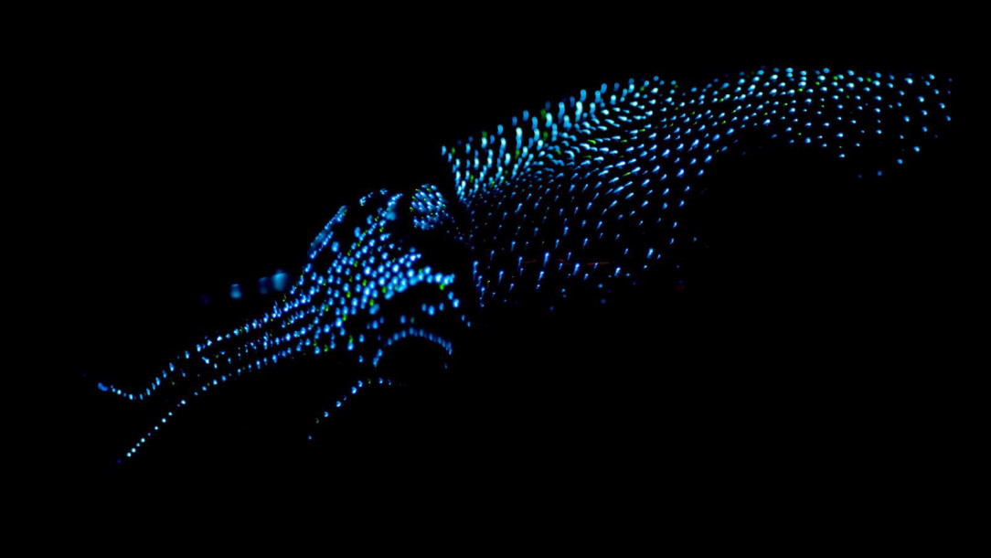 The stunning beauty and patterns of a firefly squid, these light up the seas of harbours