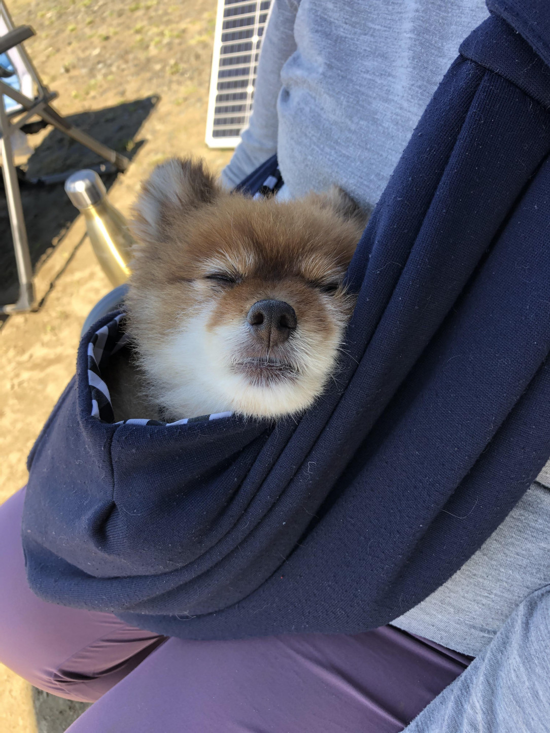 Cute puppy sleeps in the sling bag