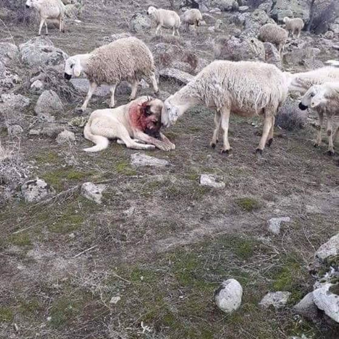 Sheep shows gratitude to the dog after saving them from a wolf attack