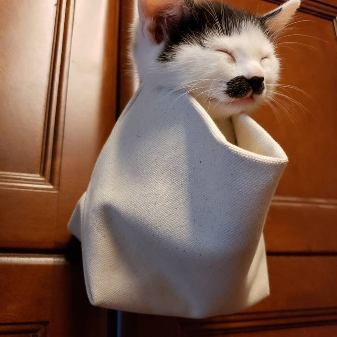 Kitten with a mustache, in a bag