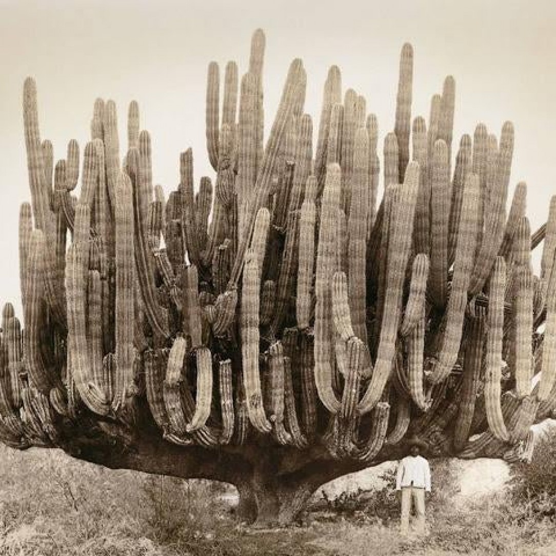 Man posing with this massive cactus in mexico 1895