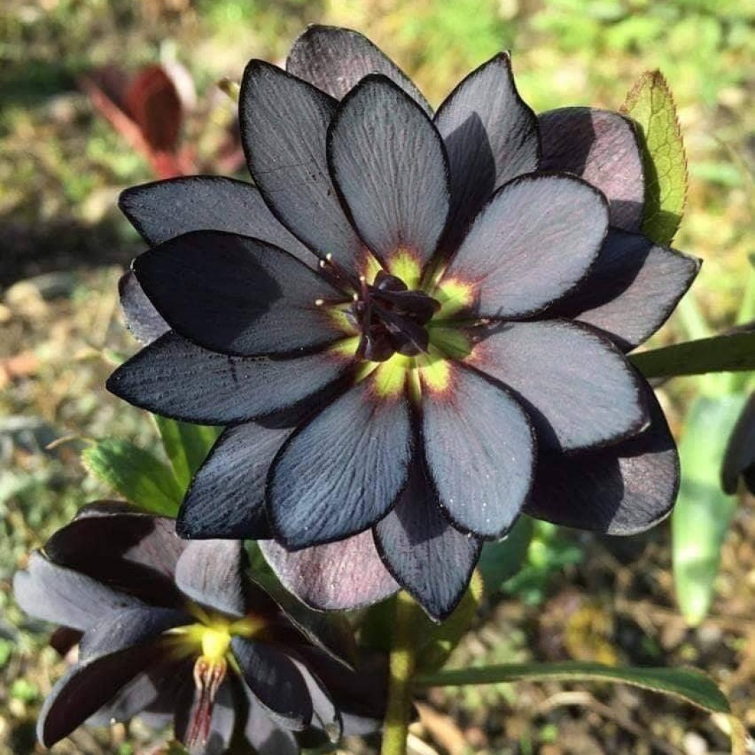 A black lotus
