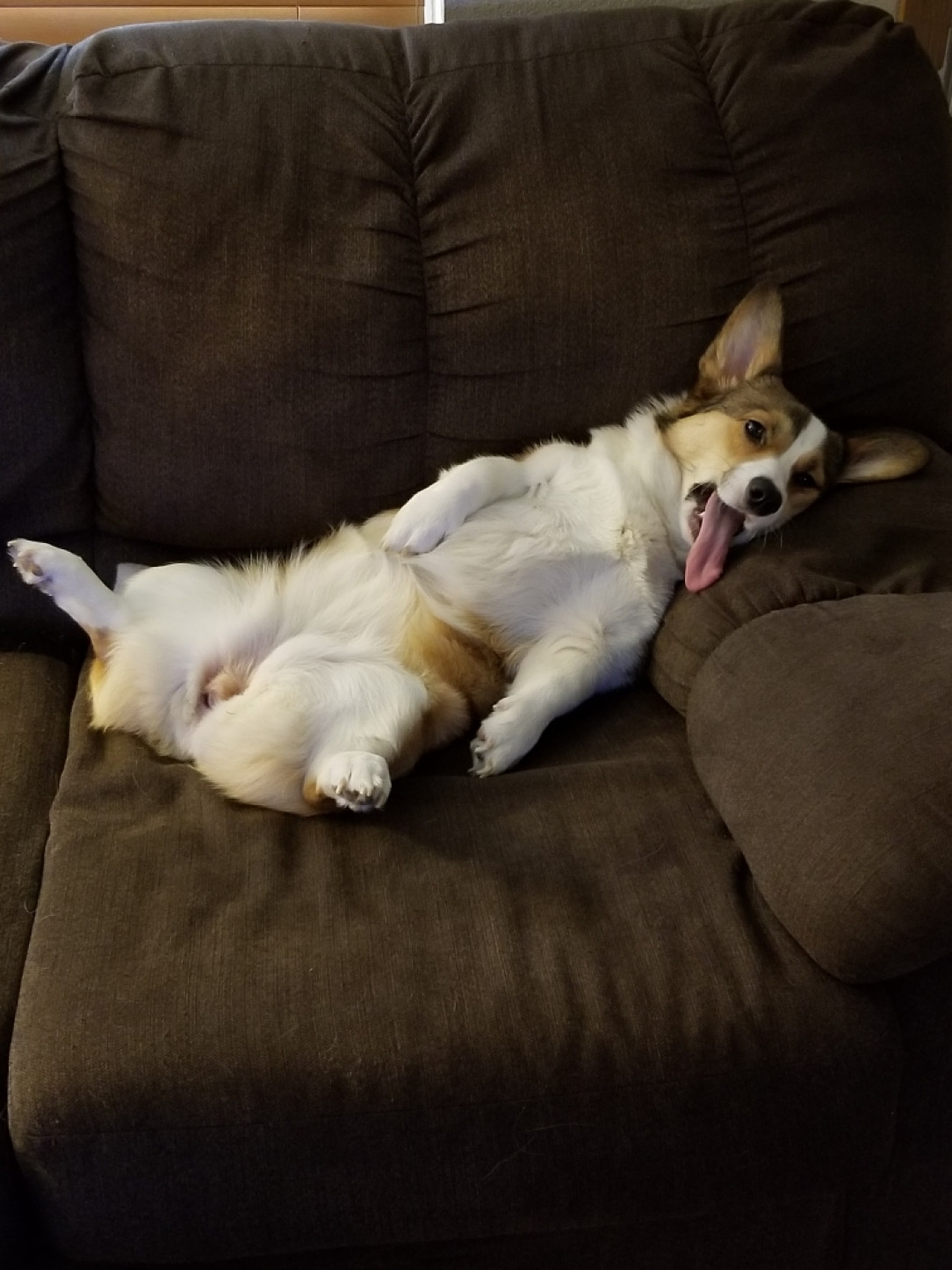 The couch lover
