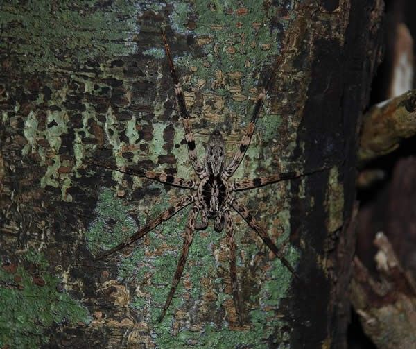Camouflaged Spider, Montagne dAmbre, Madagascar