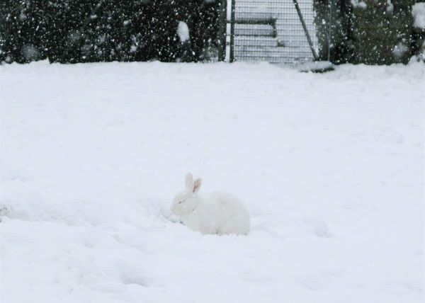 White Rabbit, White Snow