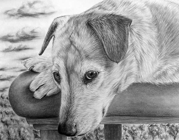 Dog Portrait drawing