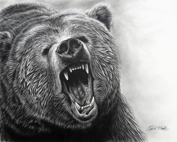 Grizzly Bear drawing