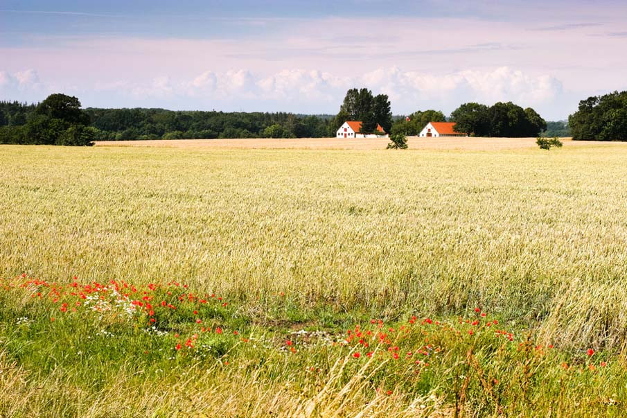 Poppy Fields in Denmark