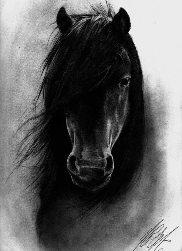 Black Horse drawing