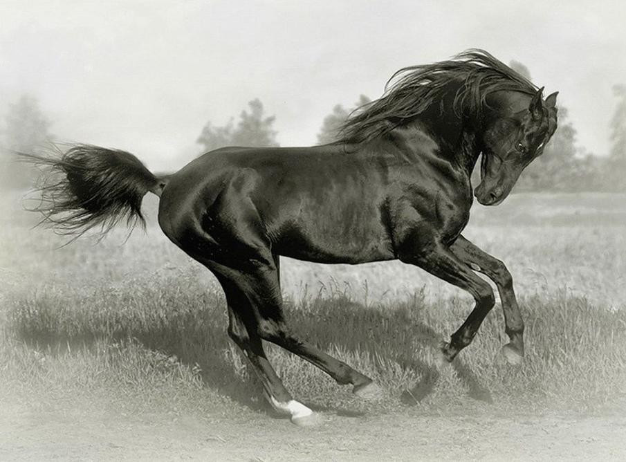 80 Thiết kế hình xăm ngựa HOANG DÃ MẠNH MẼ cực chất