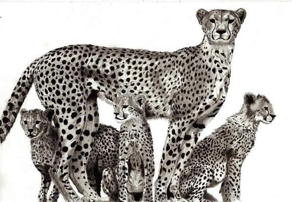 Drawing of Cheetah