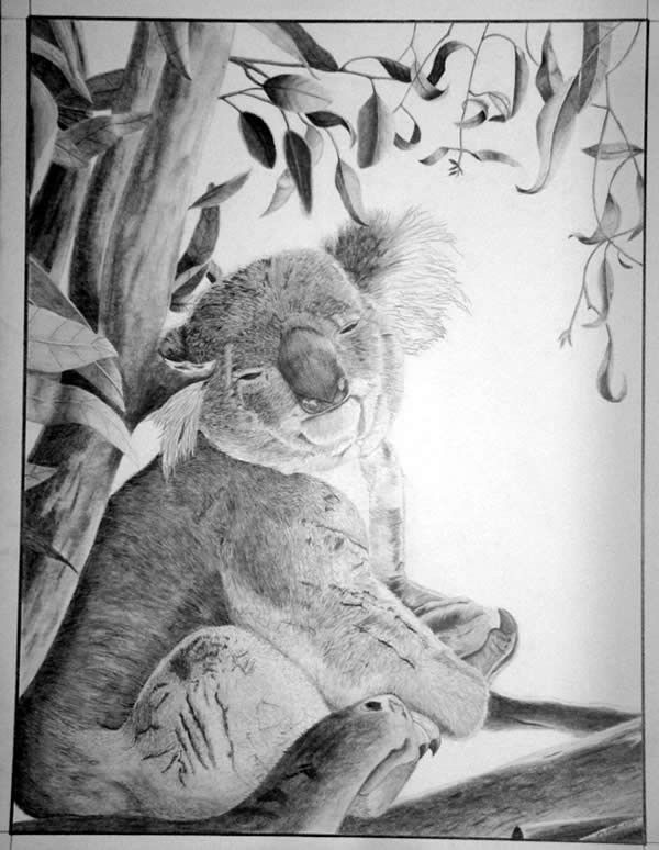 Koala drawing