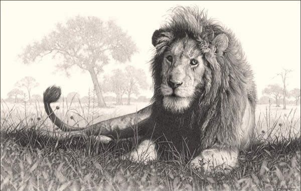Lion Country – Male Lion Drawing