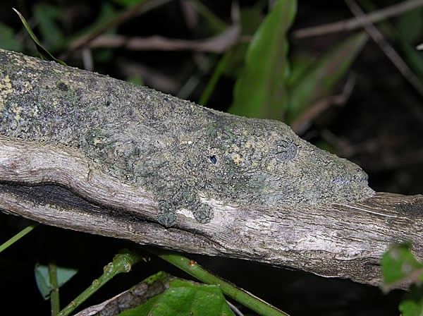 Camouflaged Leaf-tailed Gecko