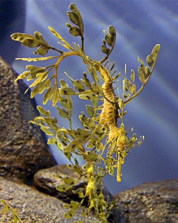 Natures Best Camouflage-Sea Dragon