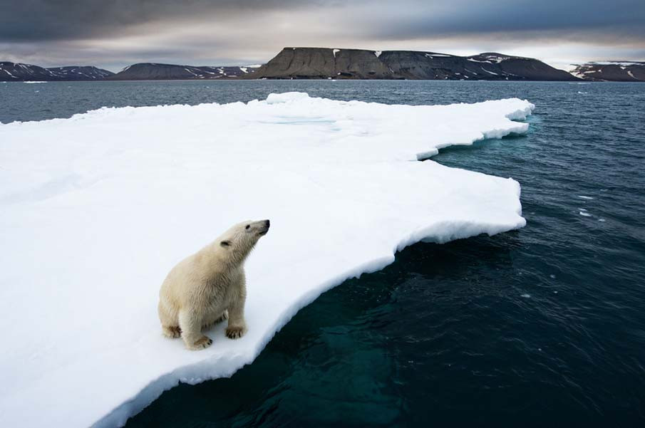 Polar Bear on Melting Ice