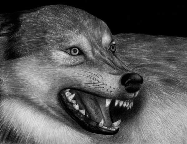 Angry wolf drawing