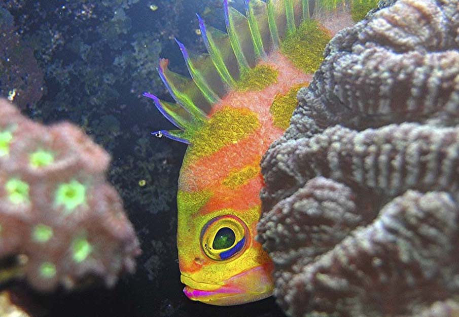 Borbonius Anthias Fish